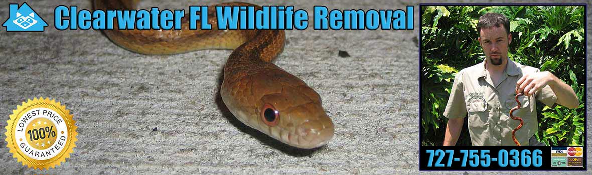 Clearwater Wildlife and Animal Removal